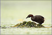 Nistvorbereitungen... Zwergtaucher  *Tachybaptus ruficollis*