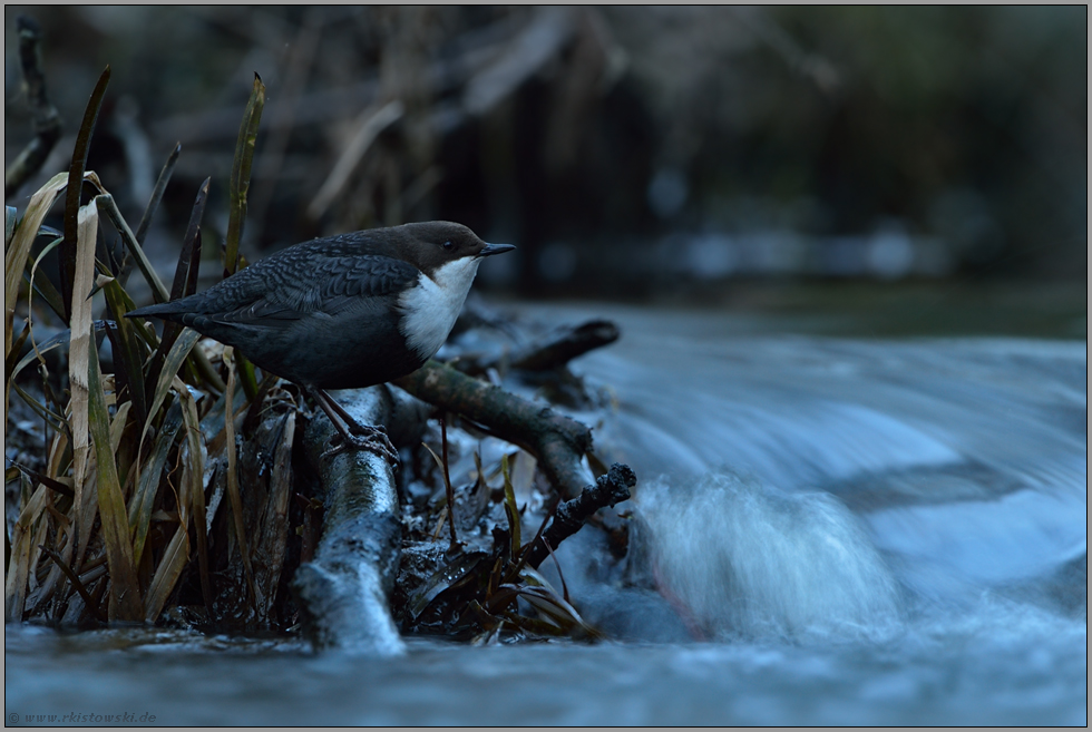 schwierige Lichtverhältnisse... Wasseramsel *Cinclus cinclus*