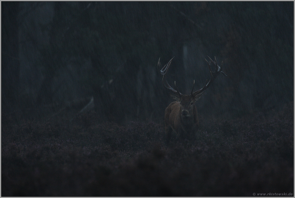 in strömendem Regen... Rothirsch *Cervus elaphus*