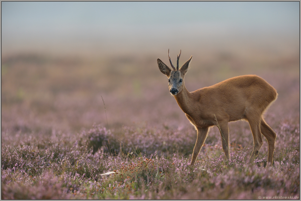 scheuer Blick... Rehbock *Capreolus capreolus*