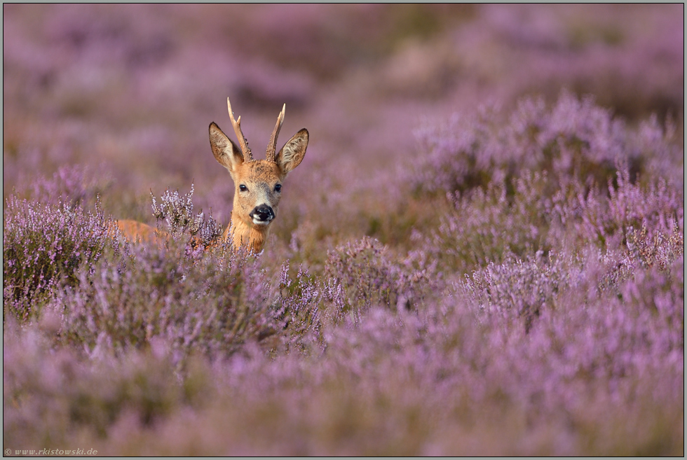 mitten in der Heide... Rehbock *Capreolus capreolus*