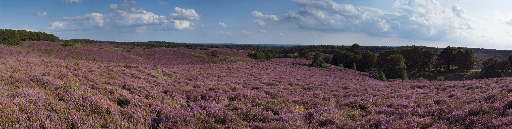 Heidepanorama... Heideblüte *Veluwe*