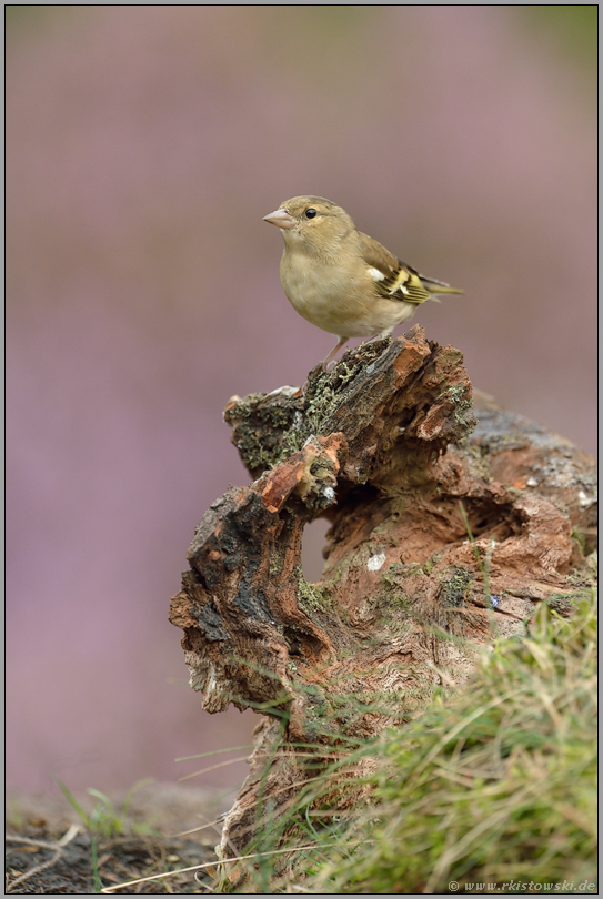 hoch oben... Buchfink *Fringilla coelebs*