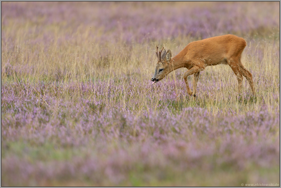 ganz ungestört... Rehbock *Capreolus capreolus*