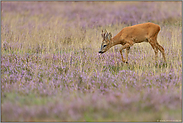 ganz ungestört... Rehbock *Capreolus capreolus*