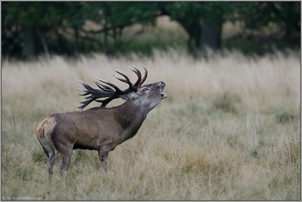 der Brunftschrei... Rothirsch *Cervus elaphus*