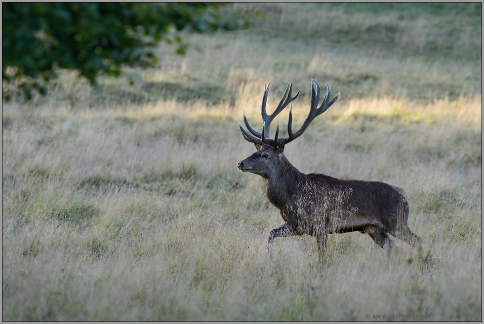 ziehend... Rothirsch *Cervus elaphus*