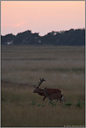 einträchtig... Rotwild *Cervus elaphus*