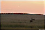 in der Ferne... Rothirsch *Cervus elaphus*