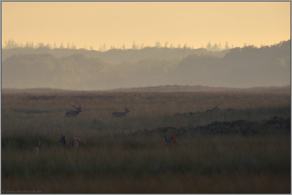 spätes Licht... Rotwild *Cervus elaphus*