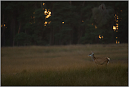 zur Dämmerung... Rottier *Cervus elaphus*