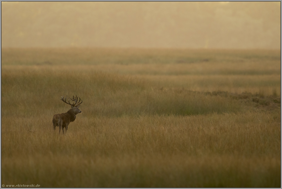 Steppentier... Rothirsch *Cervus elaphus*