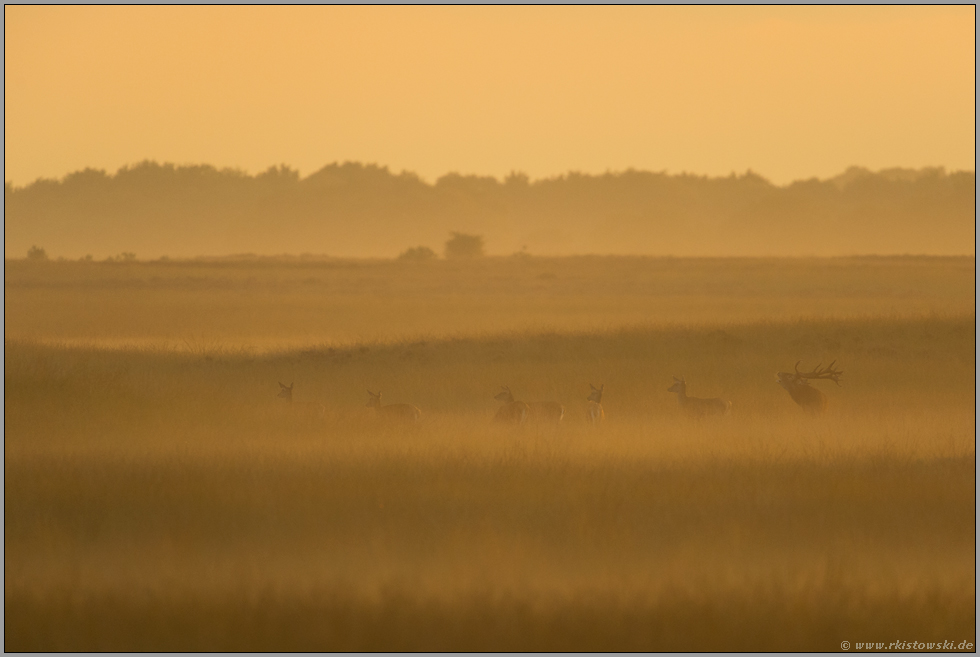 stimmungsvoll... Rotwildbrunft *Cervus elaphus*