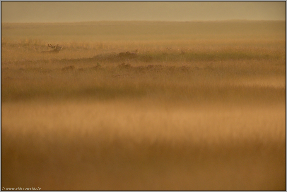 aufkommender Nebel... Rotwild *Cervus elaphus*