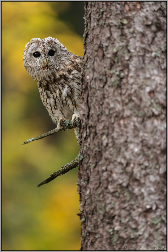 neugieriger Blick... Waldkauz *Strix aluco*