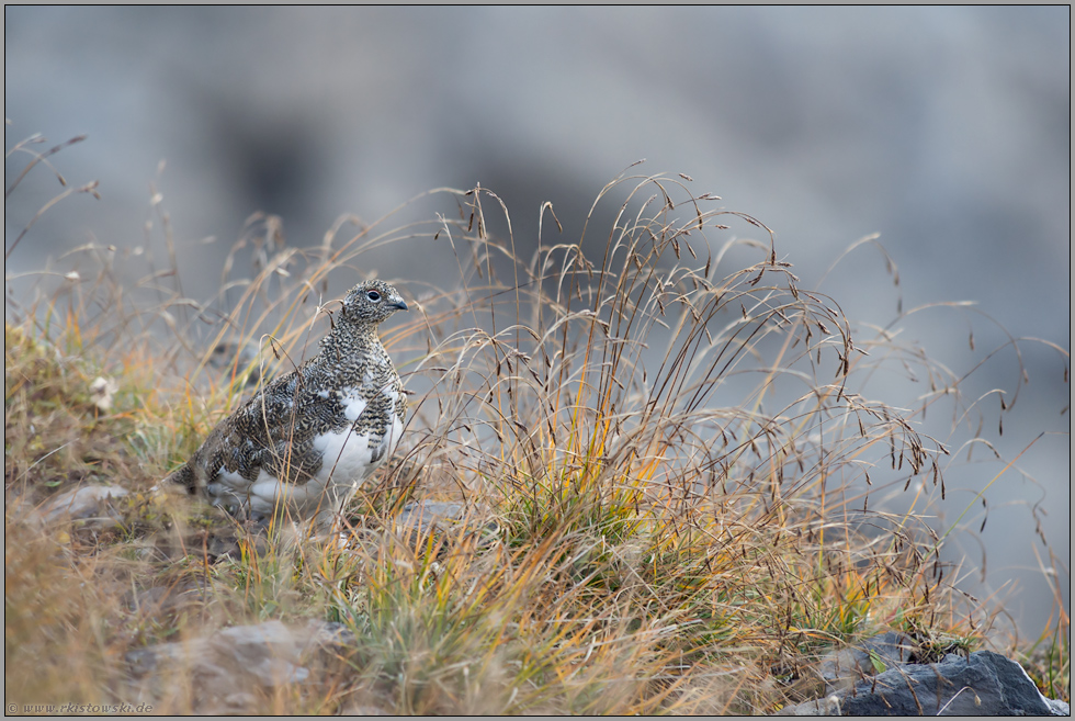 gut getarnt... Alpenschneehuhn *Lagopus muta*