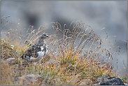 gut getarnt... Alpenschneehuhn *Lagopus muta*