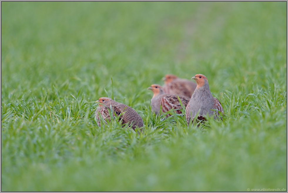 eine kleine Gesellschaft... Rebhühner *Perdix perdix*