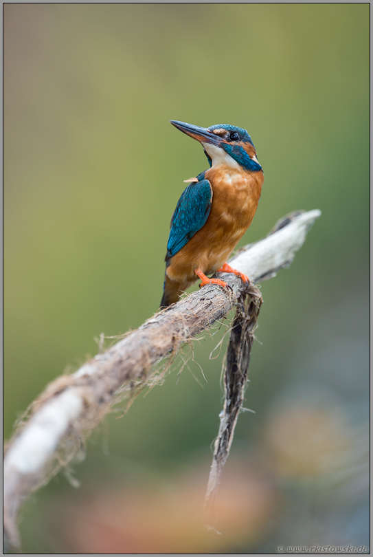 wunderschön... Eisvogel *Alcedo atthis*