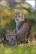 Pinselohren... Eurasischer Luchs *Lynx lynx*