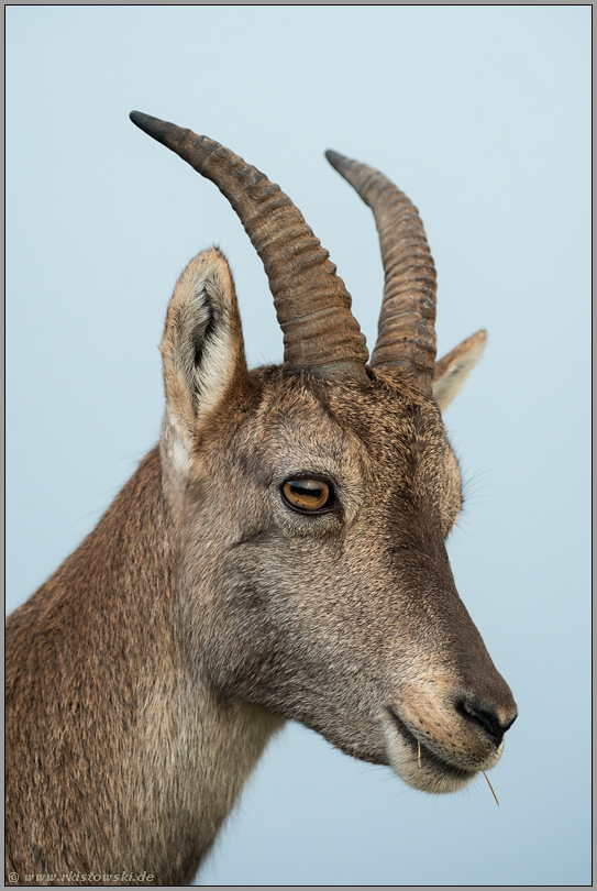 Porträt einer Steingeiss... Alpensteinbock *Capra ibex*