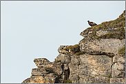 König der Lüfte... Steinadler *Aquila chrysaetos*