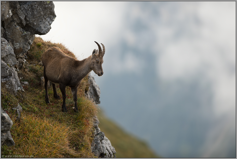 trächtig oder vollgefressen... Steingeiss *Capra ibex*