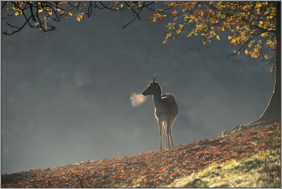 goldener Oktober... Damspiesser *Dama dama*