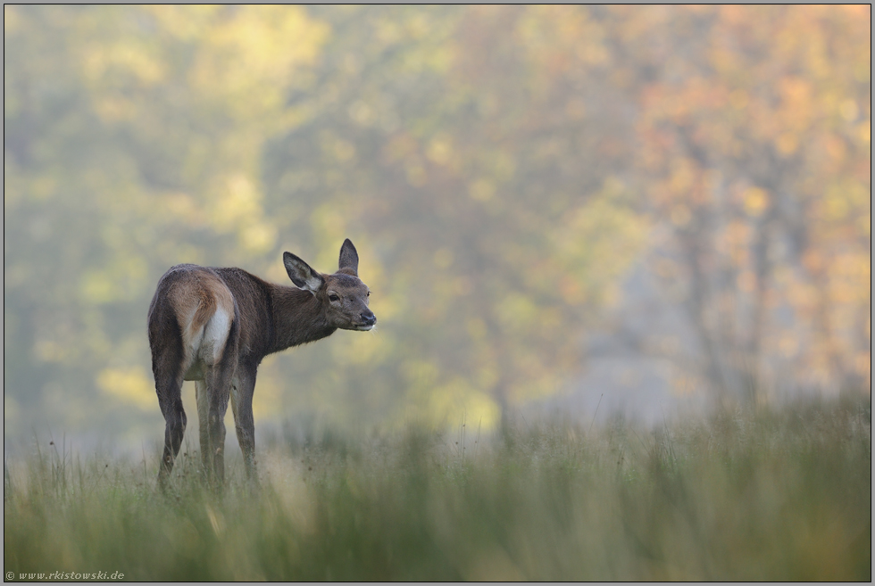 Schmaltier... Rotwild *Cervus elaphus*