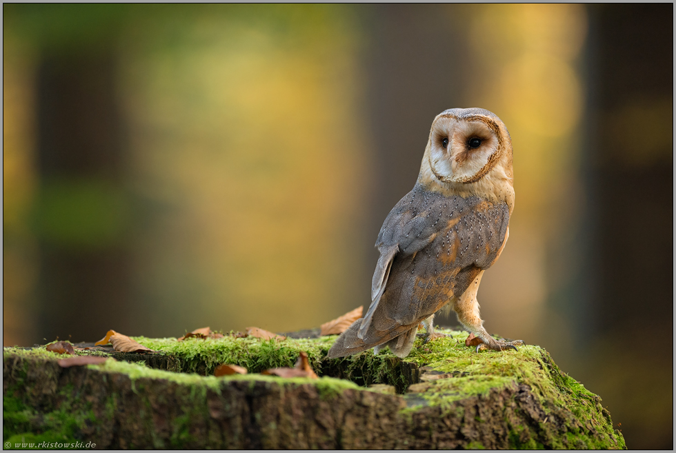 wunderschön... Schleiereule *Tyto alba*