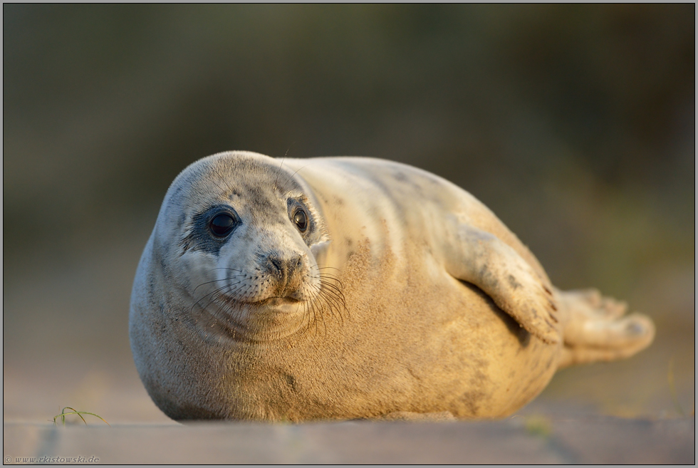 gut genährt... Kegelrobbe *Halichoerus grypus*