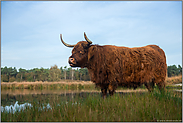 im Moor... Schottisches Hochlandrind *Landschaftspflege*