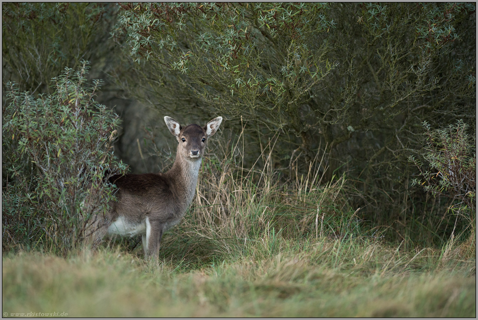 aufmerksamer Blick... Damkahlwild *Dama dama*