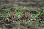 geduldig... Rebhühner *Perdix perdix*