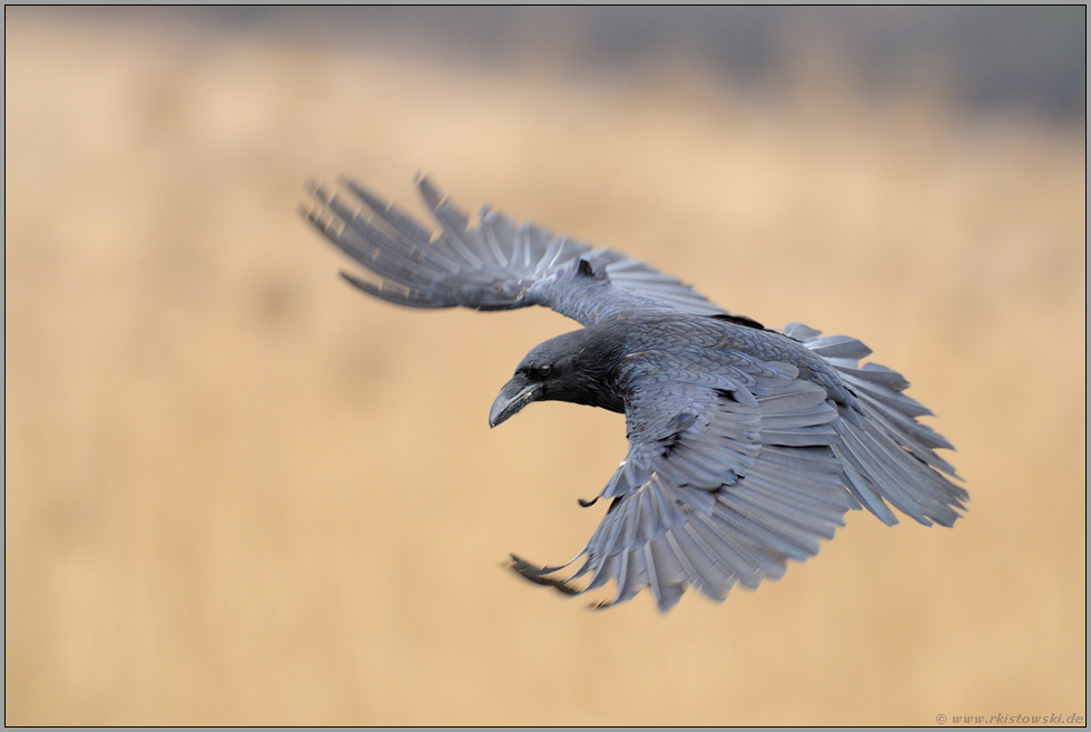 aufgefächerte Flügel... Kolkrabe *Corvus corax*