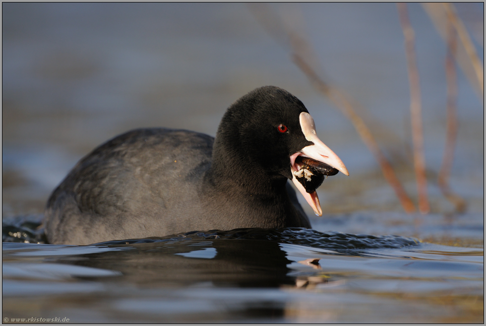 Ernährung... Blässralle *Fulica atra*