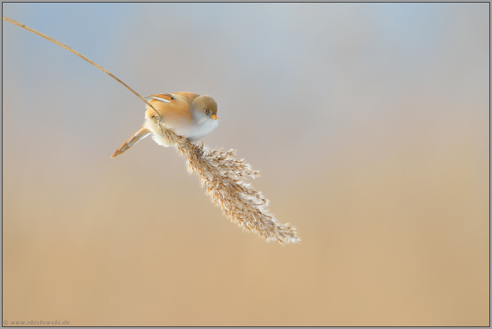 Nahrungsgrundlagen... Bartmeise *Panurus biarmicus*