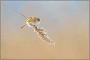 Nahrungsgrundlagen... Bartmeise *Panurus biarmicus*