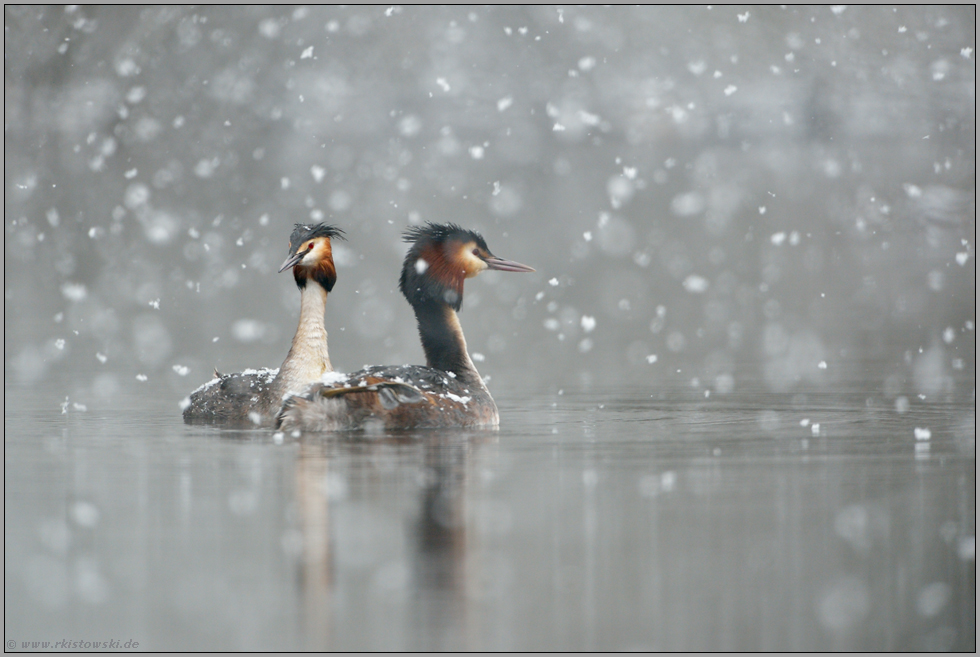 Wintereinbruch... Haubentaucher *Podiceps cristatus *