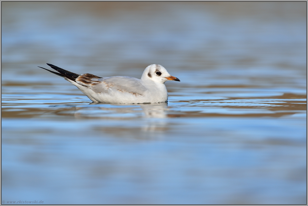 erster Winter... Lachmöwe *Chroicocephalus ridibundus*