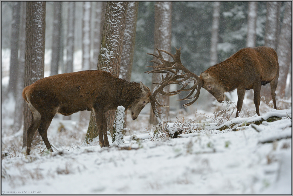 forkelnd... Rothirsche *Cervus elaphus*