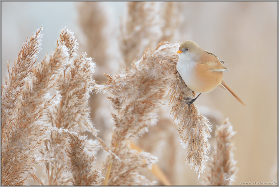 mitten im Ried... Bartmeise *Panurus biarmicus*