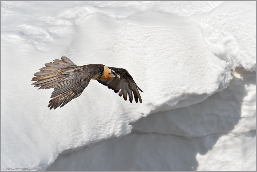 im Hochgebirge... Bartgeier *Gypaetus barbatus*