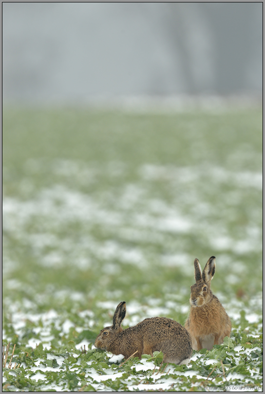 Mümmelmänner... Feldhase *Lepus europaeus*