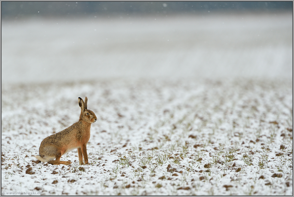 gespannte Erwartung... Feldhase *Lepus europaeus*