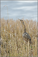 seltener Anblick... Grosse Rohrdommel *Botaurus stellaris*