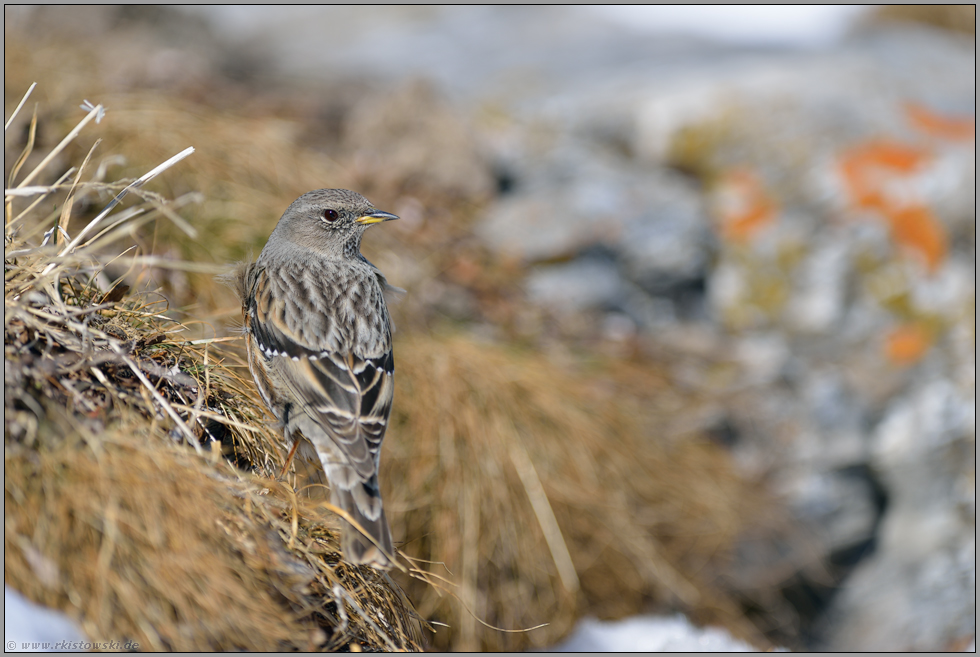 mal anders... Alpenbraunelle *Prunella collaris*, rückwärtige Ansicht