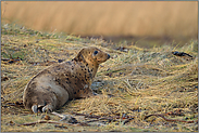 gelbbraun... Kegelrobbe *Halichoerus grypus*