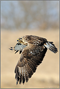 Blick nach oben... Mäusebussard *Buteo buteo*