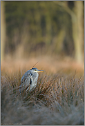 Kälte... Graureiher *Ardea cinerea*